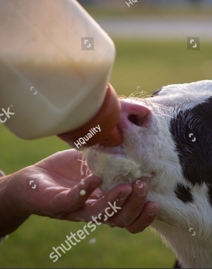 stock-photo-authentic-close-up-shot-of-a-farmer-is-feeding-from-the-bottle-with-dummy-an-ecologically-grown-1482218630